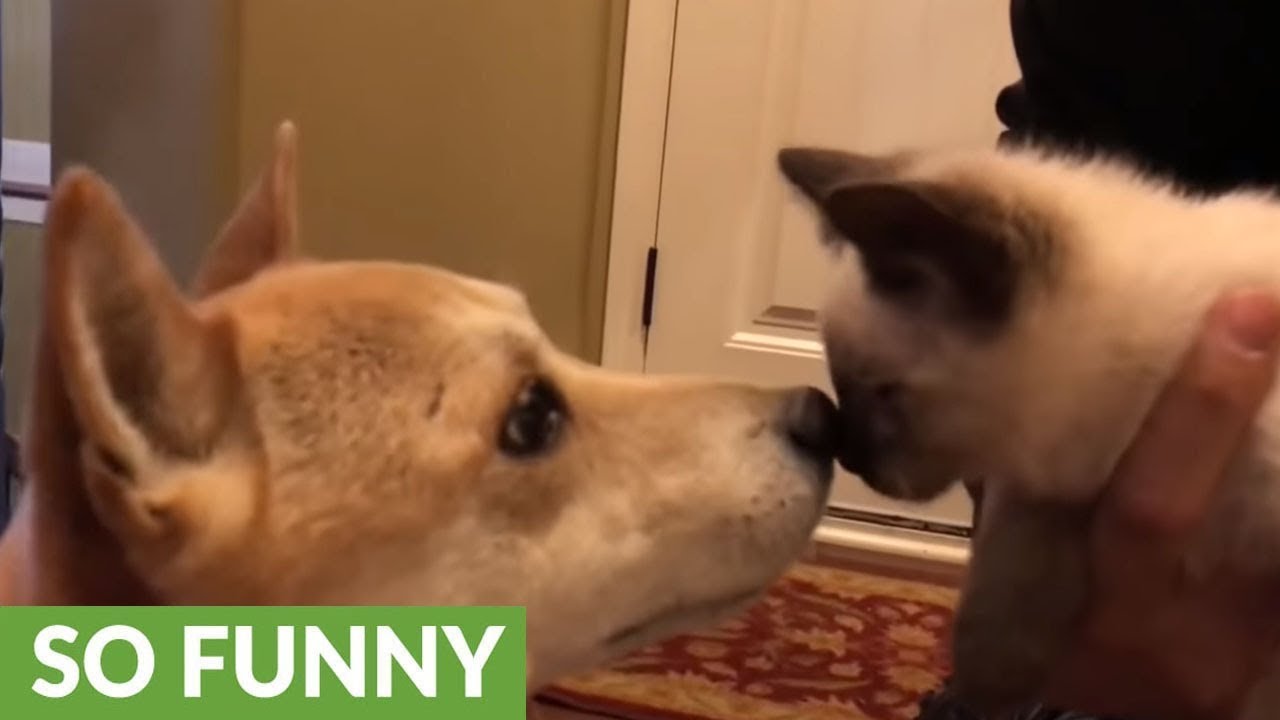 Shiba Inu Thrilled To Have New Kitten Friend