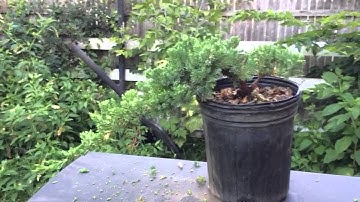 My first cascade style bonsai