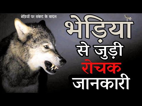 वीडियो: भेड़िया सलाह का क्या अर्थ है?