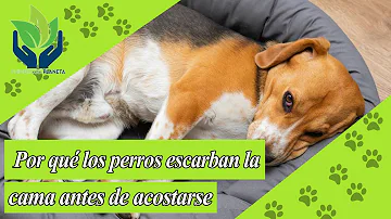 ¿Por qué los perros sacuden la cama?