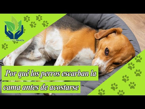 Video: Mi perro no duerme sin rascarse la cama primero, ¿es normal?