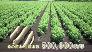 （株）丸山農園　桑の苗木 年間500000本生産可能