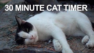 30 Minute Timer - Thirty Minute Cat Timer