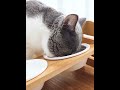3匹用 猫 食器 高さ 4 段階調節 猫用 餌入れ ハッピーダイニング 水入れ 皿 セラミック猫 食器 多頭 フードボウル 陶器 多頭飼い ペット 水飲み ねこ 水 えさ 入れ 子猫