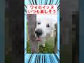 ワイのイッヌ、いつも楽しそう #shorts #2ch #犬