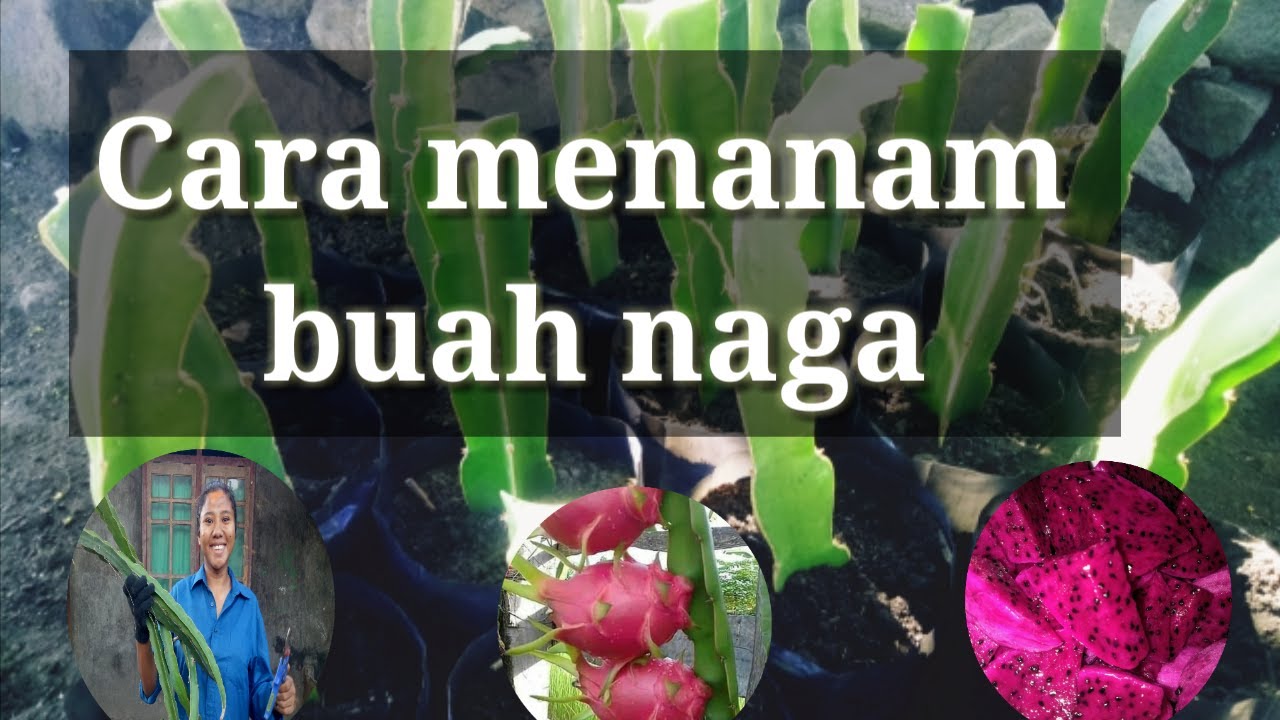 Cara menanam buah naga 