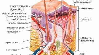 Human skin | Wikipedia audio article