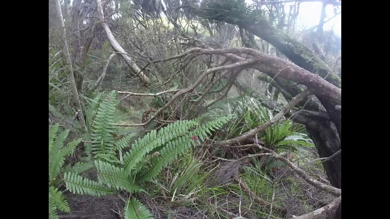 Stewart Island Hunting trip, Mason Bay 