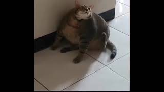 cat scratch meme @treszu