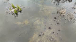 Stella is always looking for ducks. This is the quarry with the 1 mile radius of home we live in. 