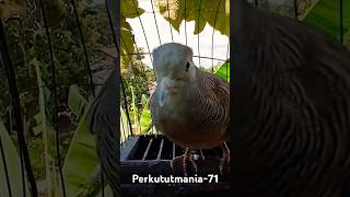 Download Lagu pancingan suara kecil MP3