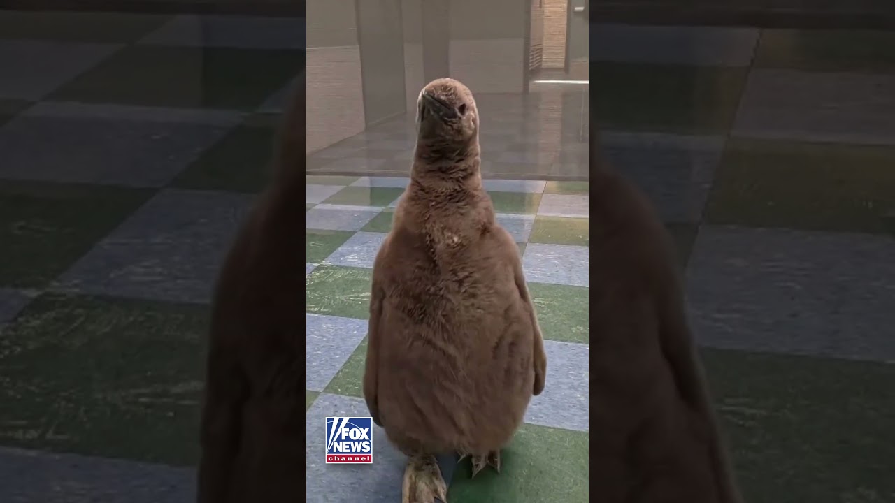 WATCH: Penguins take a weekend stroll