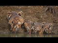 Tadoba tiger reserve madanapur buffar zone junabai female and cubs