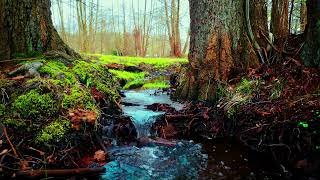 Rippling Stream Sounds - 2 hours of nature sound