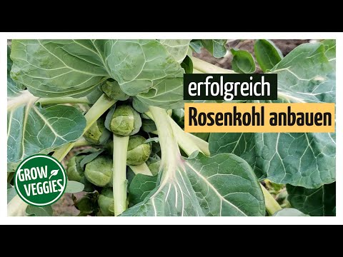 Video: Rosenkohl am besten beschneiden - Tipps zum Trimmen von Rosenkohl