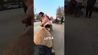 Dog Picks Up Girl From School