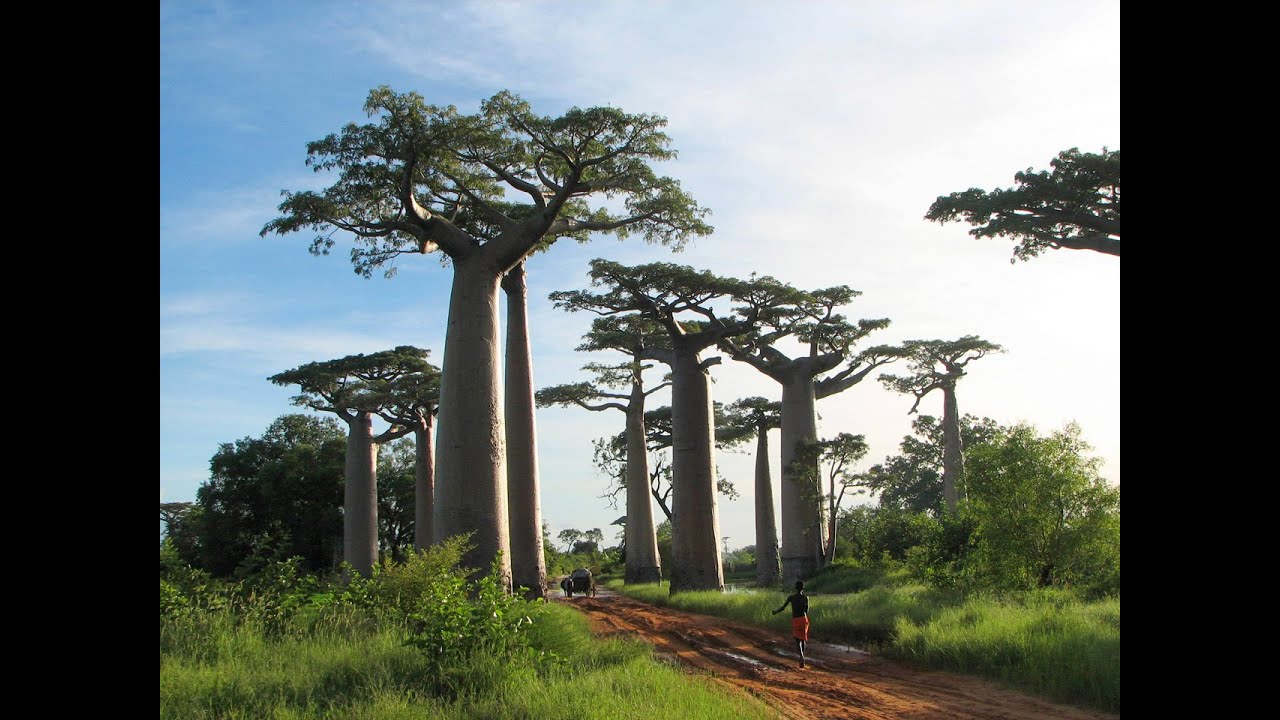 Самые необычные деревья в мире презентация