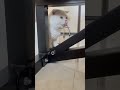 Leo dễ mến #leo #cat #pet