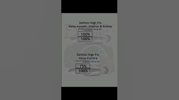 cùng em An tìm hiểu về cá lóc kiểng kỳ cao ( high fin) là gì nhé #cacanhanan #channa