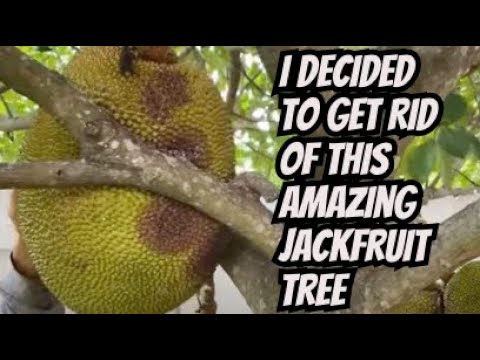 Are Jackfruit Tree Roots Invasive