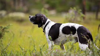 Common Health Issues in Pointer Dogs