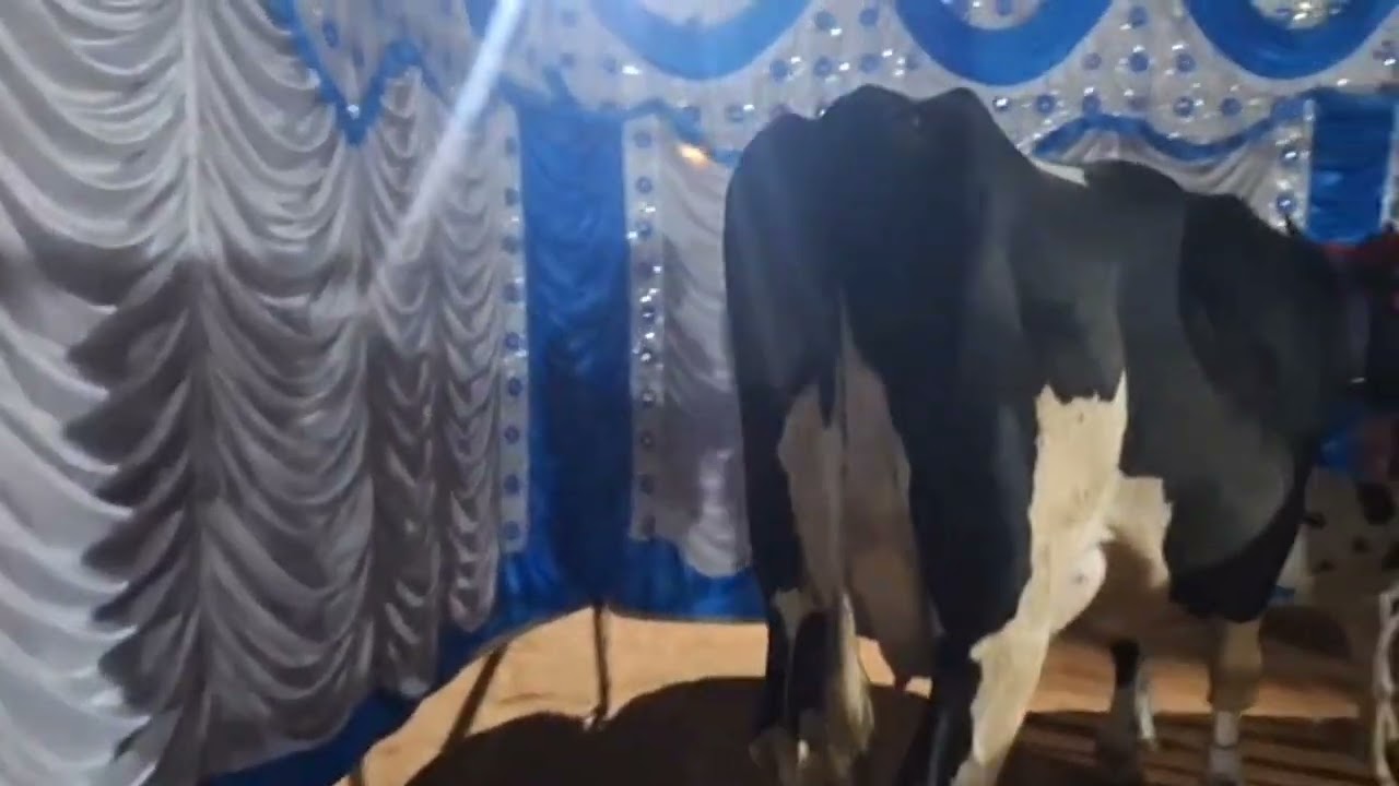 ಹಾಲು ಕರೆಯುವ ಸ್ಪರ್ಧೆ