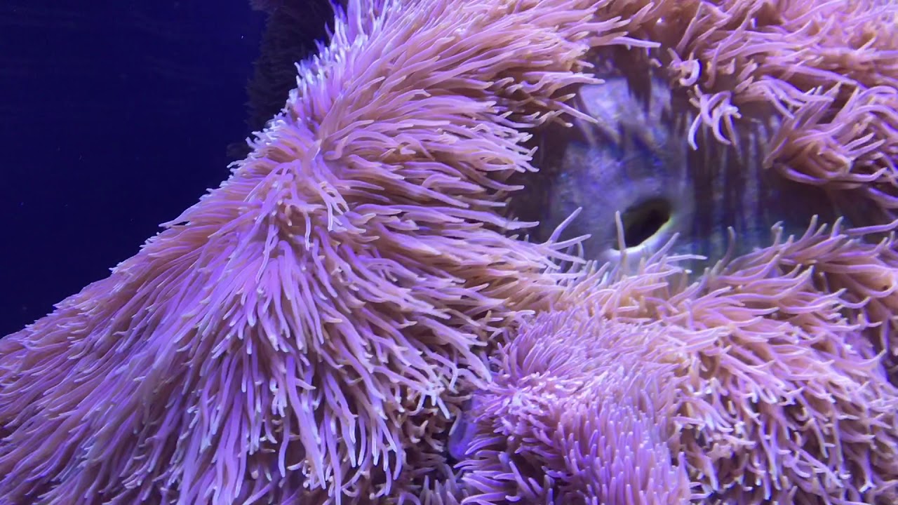My Trip to the Seattle Aquarium YouTube