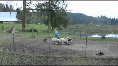 Round Pen Training for Rose