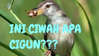 CIBLEK SAWAH VARIASI CIBLEK GUNUNG||CIWAH RASA CIGUN