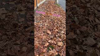 Autumn Leaves Walk