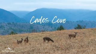 5 Wildlife Spotting Tips in Cades Cove in the Great Smoky Mountains National Park