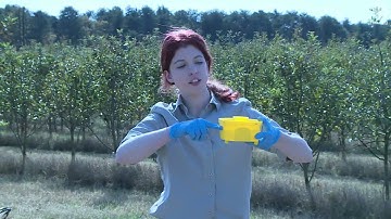 Training Video – Africa Phytosanitary Programme –Bactrocera spp.