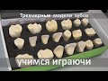 Учимся играючи. Набор моделей зубов.