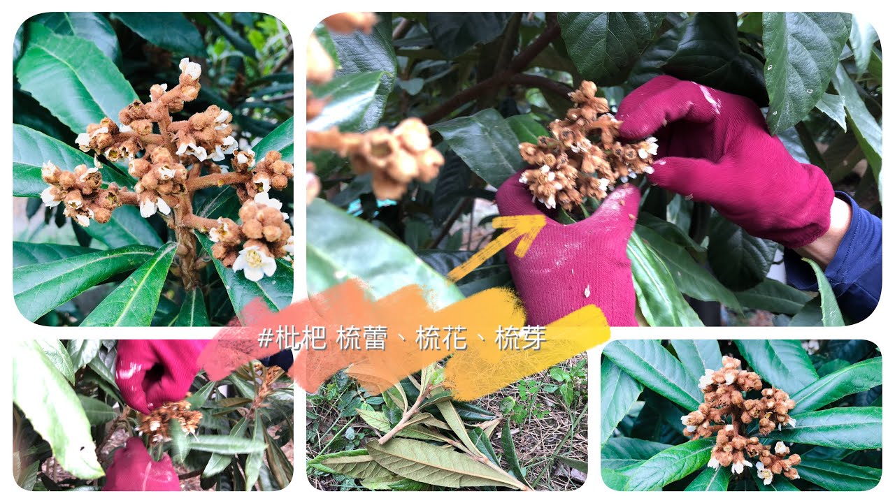 22年 枇杷 學習管理過程紀錄001 梳蕾 梳花 梳芽 22年11月26日 Youtube
