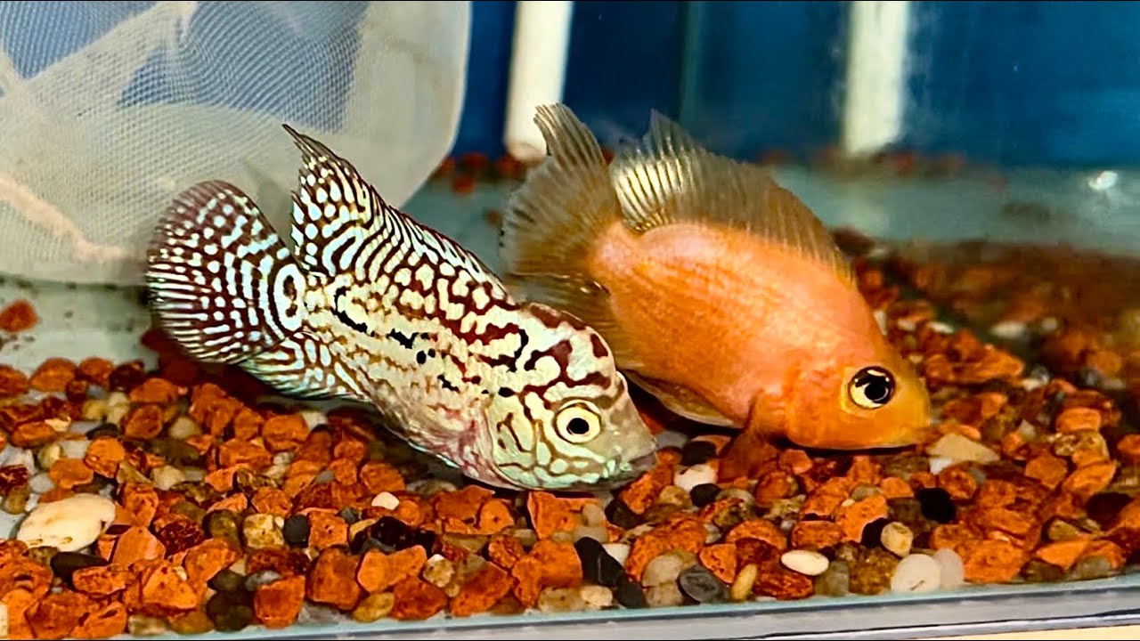 11/09/2025 Em lên lô cá KamFa F2 Vip, tố chất cao với giá tốt để giao lưu với mọi người😉