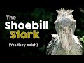 Shoebill Stork Facts 👉 Dinosaur Bird! AMAZING!