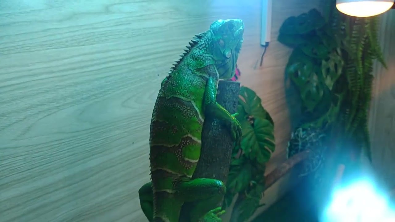 Terrário da iguana