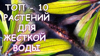 ТОП - 10 РАСТЕНИЙ ДЛЯ ЖЕСТКОЙ ВОДЫ