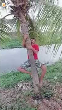 Lucu panjat pohon kelapa.