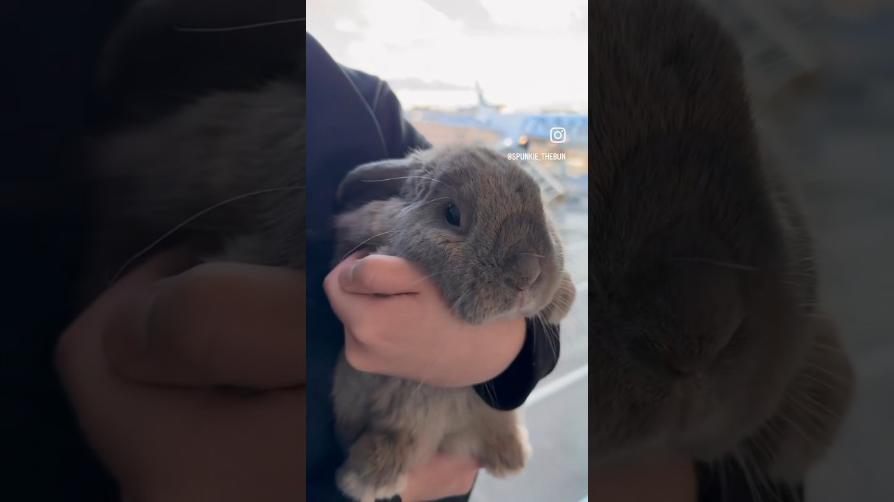 Flying with Rabbit in Cabin from the US to Asia ✈️