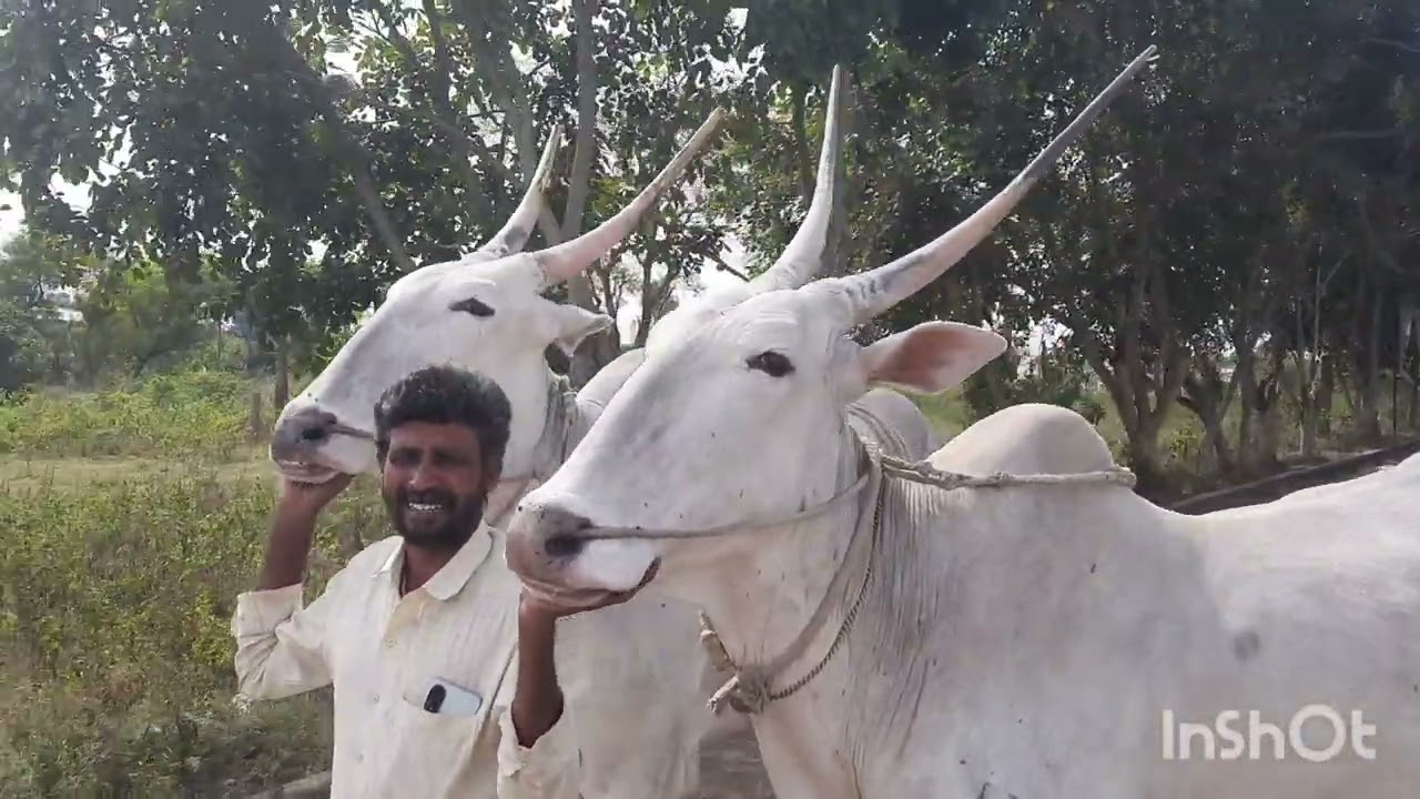 good looking hallikar pairs, famous farmer venkatesh,Basti, Kengeri, Bengaluru (part =A )