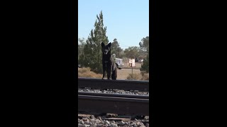 Desert Mom And Puppies