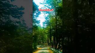"🌲 Lost between pine trees, found in nature’s peace. 🚗✨#shorts#shortfeed#,ytshorts#,travelshorts🏞️🌲