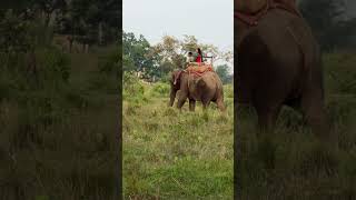 Elephant Ride 🐘 | Jungle Vibes 🌿 Nepal