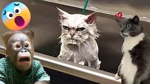 Video 11780411: cat dog funny compilation, cats dogs funny baby, cute baby dogs cats