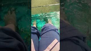 First time try fish pedicure nice  #fishpedicure #fish #shortsfeed #viralvideo #viralshorts
