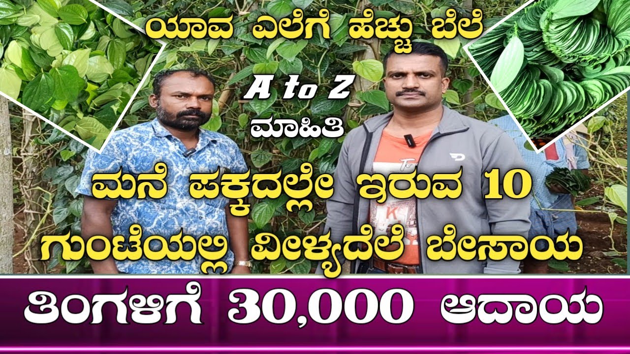 ವೀಳ್ಯದೆಲೆ ಬೆಳೆಯುವ ಸೂಕ್ತ ವಿಧಾನ|Betel leaf farming kannada|Betel leaf cultivation|Betel leaf|paan leaf