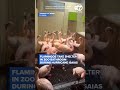 Flamingos take shelter in zoo bathroom during Hurricane Isaias
