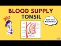 Blood supply of Tonsil - Easy MNEMONIC to Remember