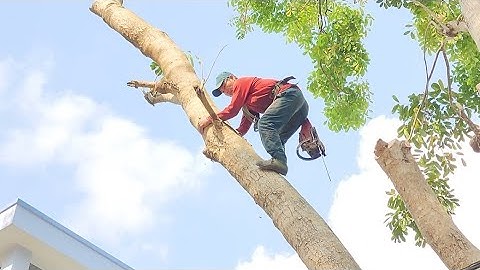 Cưa  cây  xà  cừ  tím siêu  to , Siêu  khủng. Cưa  cây  kỷ thuật cao